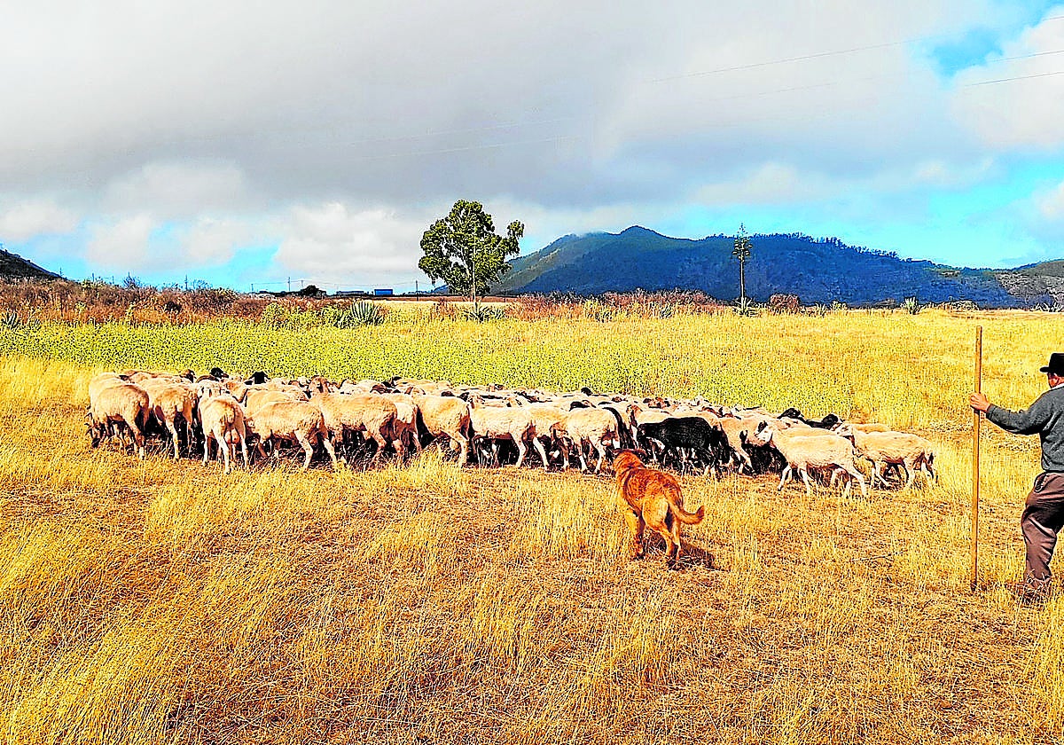 Un pastor acompañado de su perro conduce un rebaño de ovejas en las medianías.