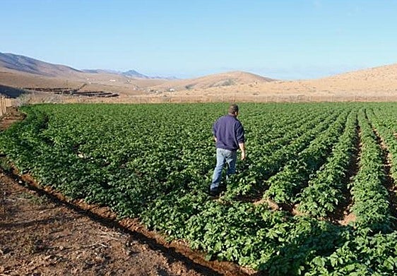 Cultivo de papas en gavias del cortijo de Tetuy, en Toto, en el municipio de Pájara.