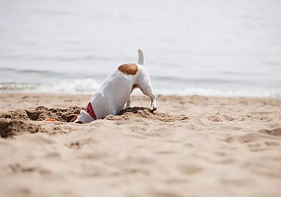Foto de archivo de un perro suelto en una playa.