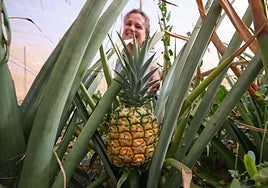 Estebana Cabrera Torres cultiva la variedad Gold en sus invernaderos situados en La Calabaza, en el municipio de Tuineje.