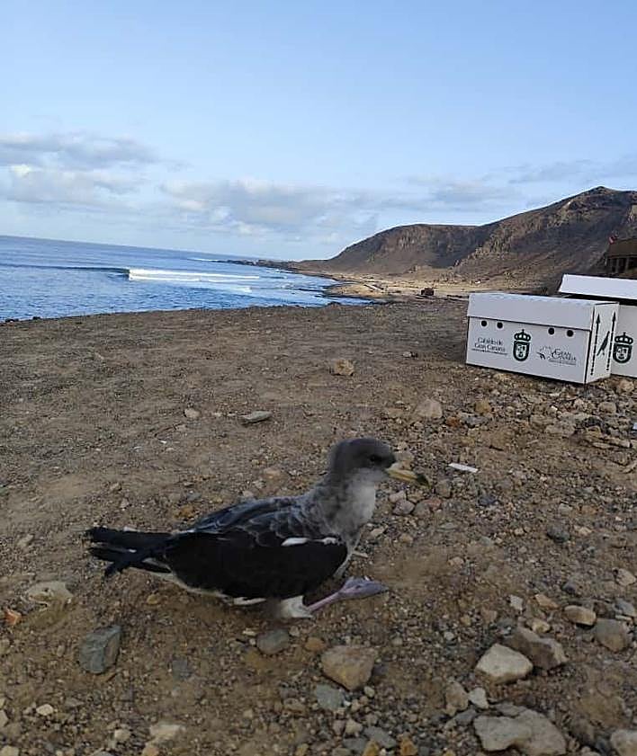 Imagen secundaria 2 - Los voluntarios trabajan de noche, rescatan las aves caídas y, tras valorarlas, son puestas en libertad.