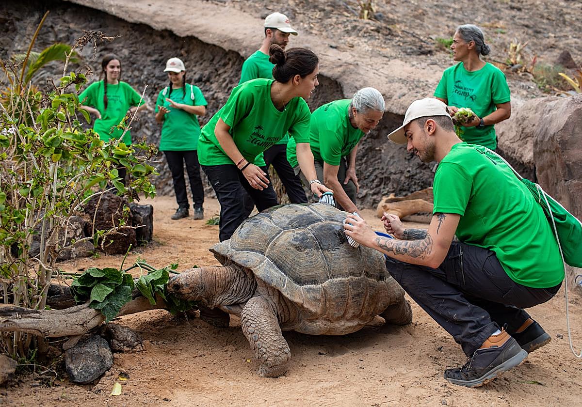 Las alumnas y los alumnos del primer campamento internacional cepillan a una tortuga.