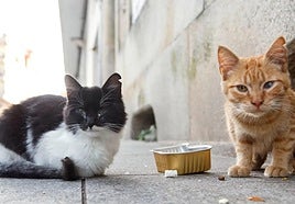 Imagen de archivo de gatos sin dueños.