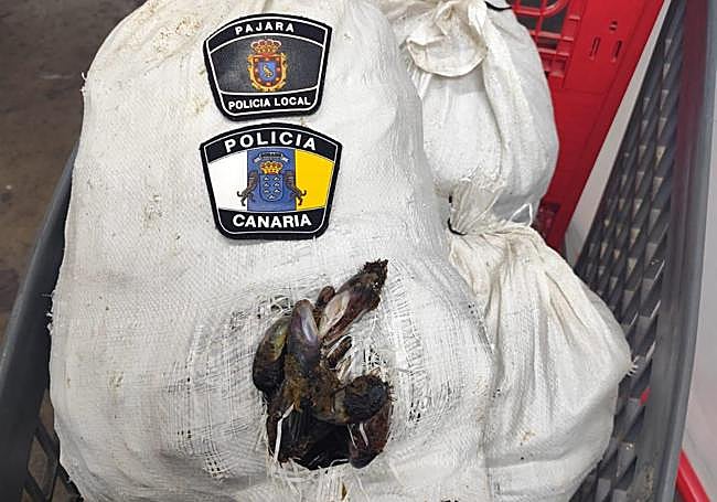 El marisco, ya decomisado.