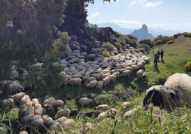 Un pastor con un rebaño de ovejas pastando en las cumbres de Gran Canaria.