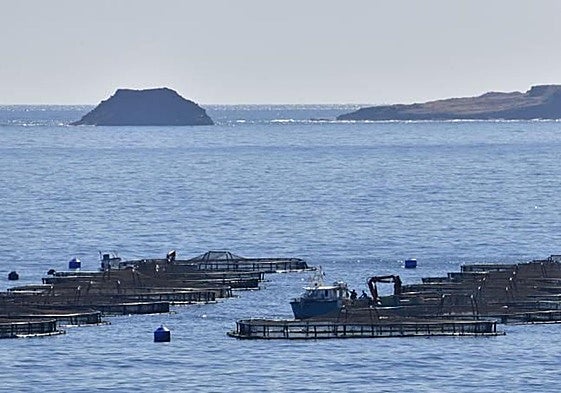 Foto de archivo de las jaulas marinas radicadas en aguas de Melenara.