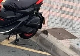 Detalle de una de las ratas que se ha dejado ver estos días por El Tablero y que ha podido ser grabada por los vecinos.