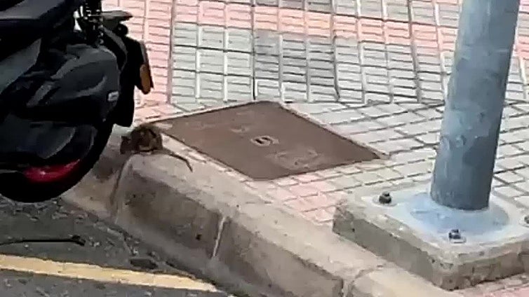 Las ratas, a sus anchas en El Tablero