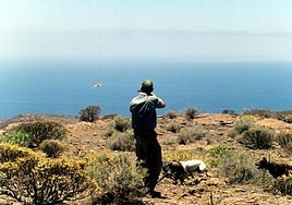 Un cazador rodeado de sus perros dispara en el sur de Gran Canaria.