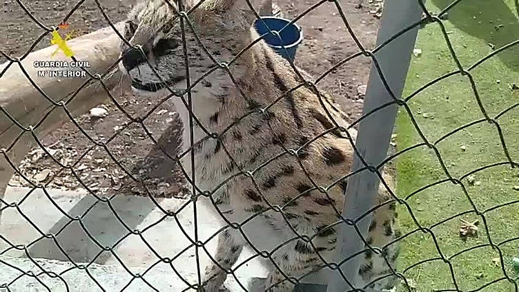 Investigadas tres personas por la cría y tenencia ilegal de felinos salvajes en Canarias 