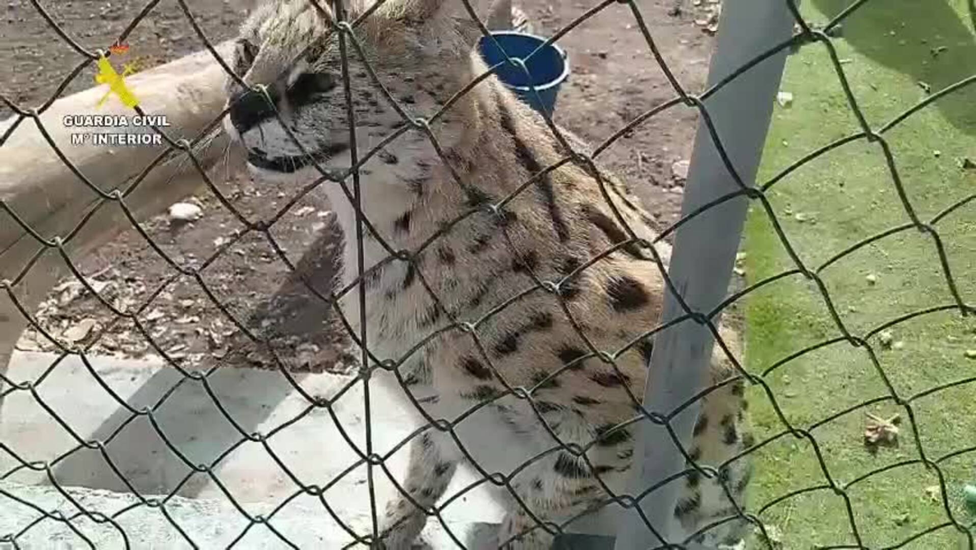 Investigadas tres personas por la cría y tenencia ilegal de felinos salvajes en Canarias 