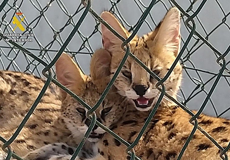 Imagen de los felinos salvajes en una finca de Las Palmas de Gran Canaria.