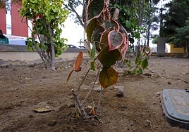 Uno de los arbustos mutilados en la plaza en La Feria.