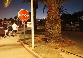 Zona ajardinada en calle Los Crotos de Costa Teguise, con restos de palmera podada.