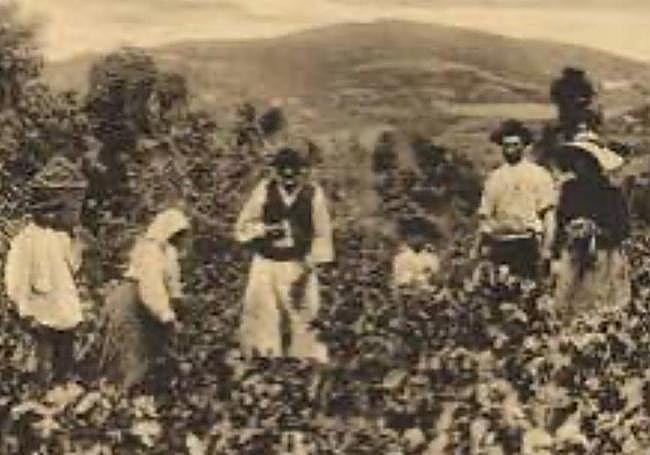 Jornaleros en El Monte Lentiscal