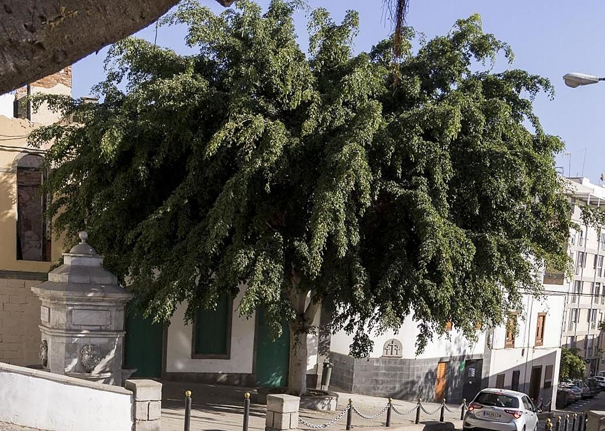 Imagen secundaria 1 - Ejemplares de la plaza de José Casañas y plaza del PIlar. Los vecinos muestran el daño de las raíces en el pavimento.