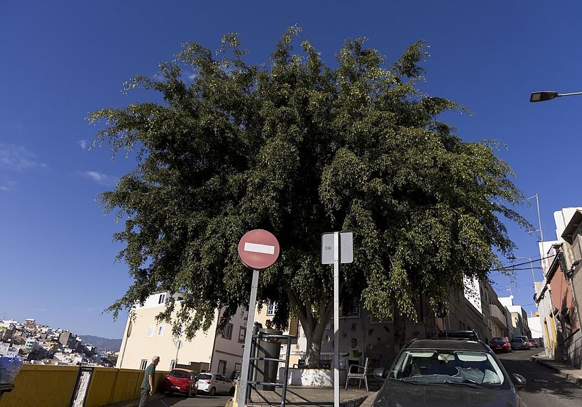 Vecinos del risco reclaman la poda del árbol de la plaza José Casañas.