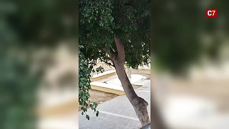 Vive a sus anchas en las Alcaravaneras