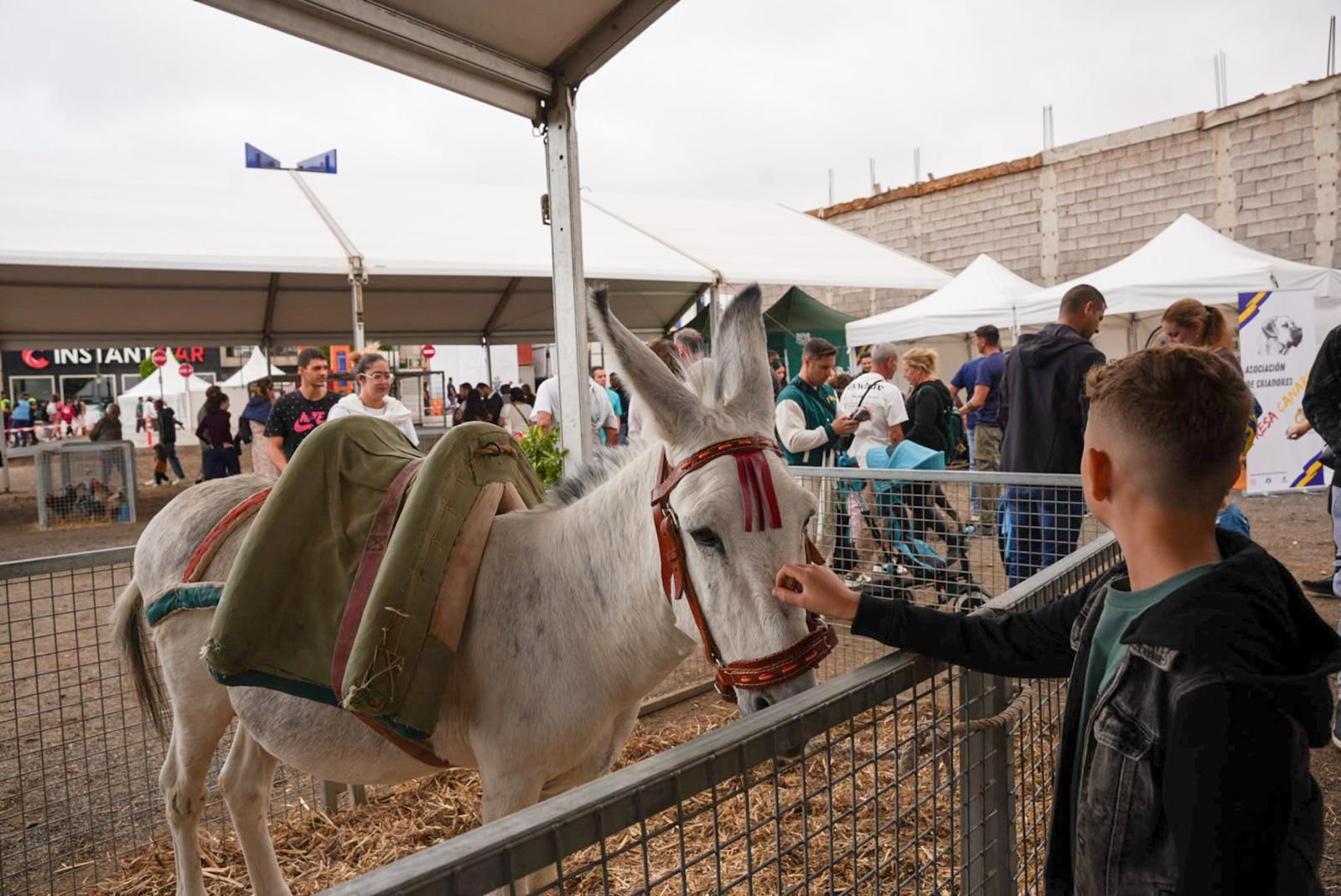 Tercer día de la Feria del Sureste en Carrizal en imágenes