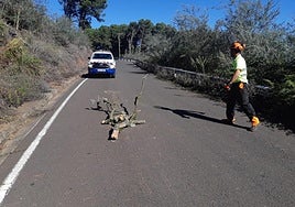 Un operario de carreteras retira una rama caída en una carretera de Gran Canaria.