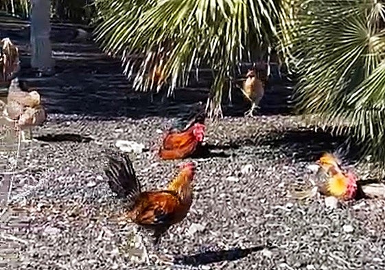 Algunos de los ejemplares aparecidos este miércoles en Cruz de Piedra.