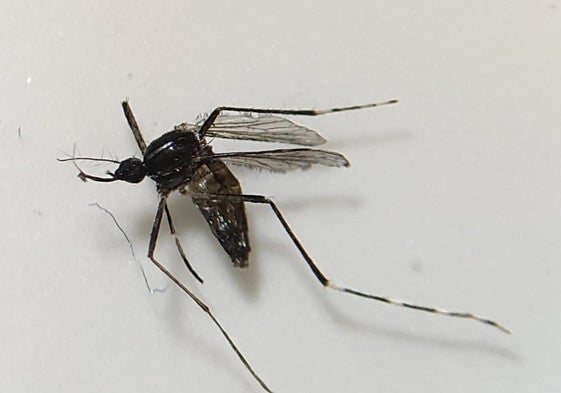 Ejemplar de mosquito Aedes albopictus como el localizado en Las Casitas, en el municipio de Tuineje.