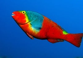 Foto de archivo de un ejemplar de Sparisoma cretense, conocida como vieja.