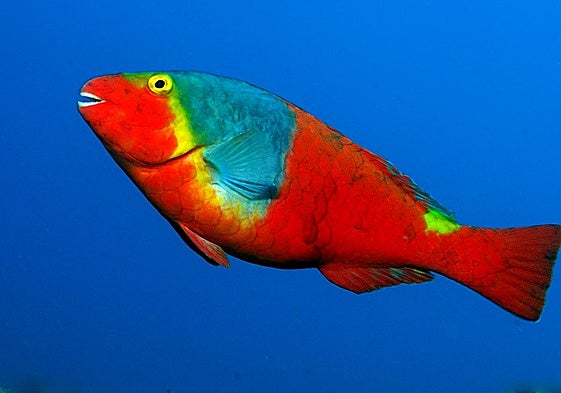 Foto de archivo de un ejemplar de Sparisoma cretense, conocida como vieja.