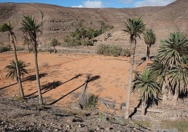 Dos ejemplares muertos y caídos sobre las gavias de la finca de Ajuy, en el Parque Rural de Betancuria, frente a la Madre del Agua.