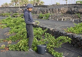 Vendimia en La Geria a mediados del pasado verano.
