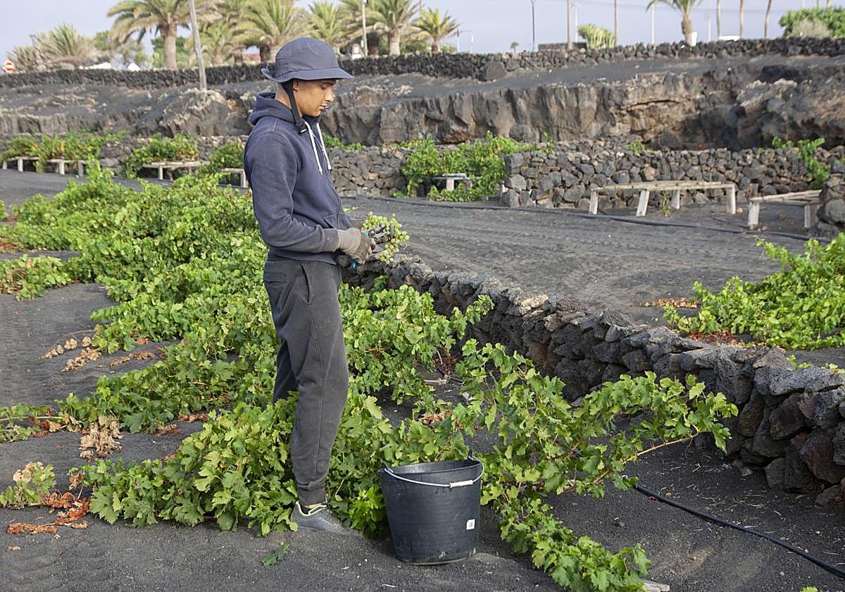 Vendimia en La Geria a mediados del pasado verano.