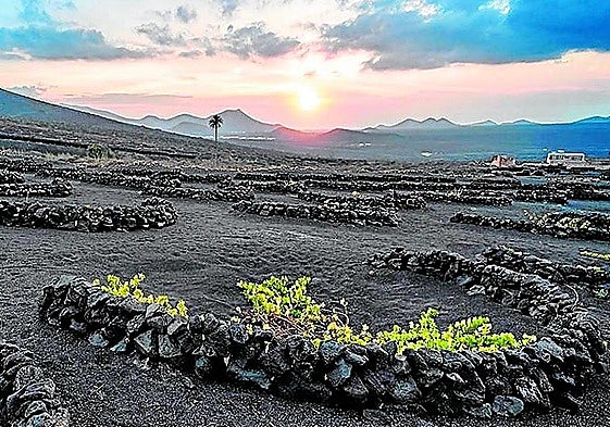 Vista de un espacio de La Geria.