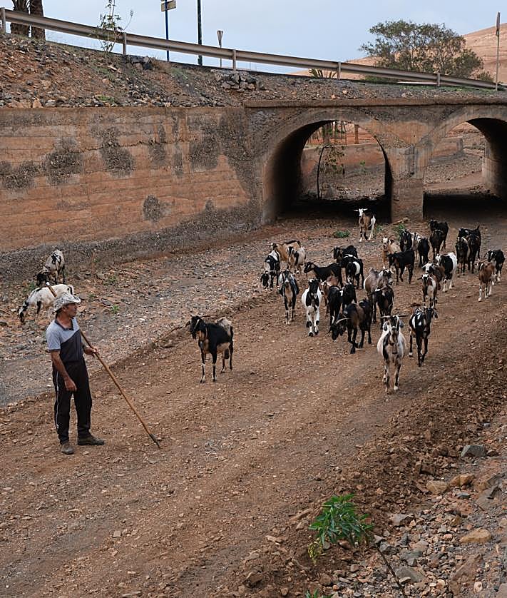 Imagen secundaria 2 - Paco conduce las cabras adultas hasta el pozo, los baifos y machorras se quedan en el corral.
