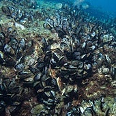 El furtivismo es el principal enemigo del mejillón desde que se instauró la veda en aguas de Fuerteventura.