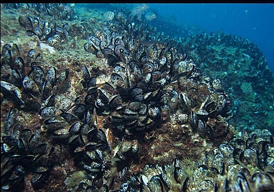 El furtivismo es el principal enemigo del mejillón desde que se instauró la veda en aguas de Fuerteventura.