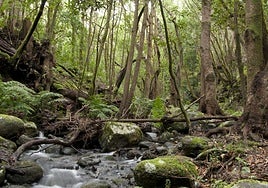 La revolución silenciosa de La Gomera