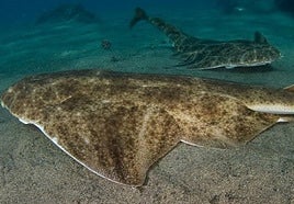 ¿Viste un angelote? Pónlo en el mapa