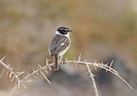 Menos tarabillas canarias en los cielos de Fuerteventura