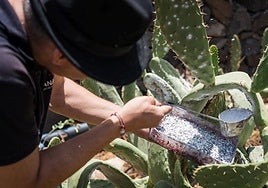 La cochinilla de Ingenio se sube otra vez al podio