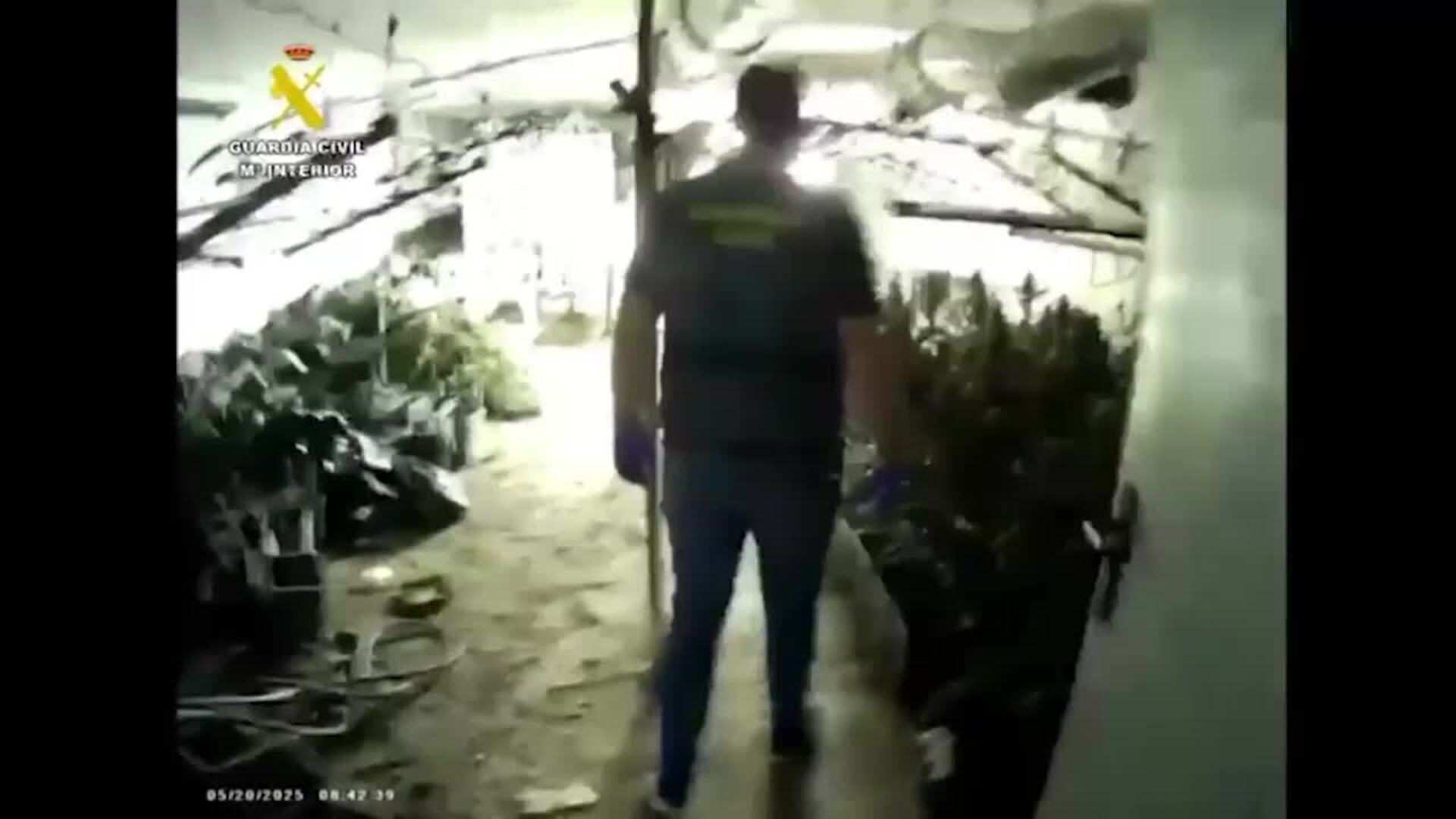 Desmantelan una plantación con 1.450 plantas de marihuana en una nave en Lillo