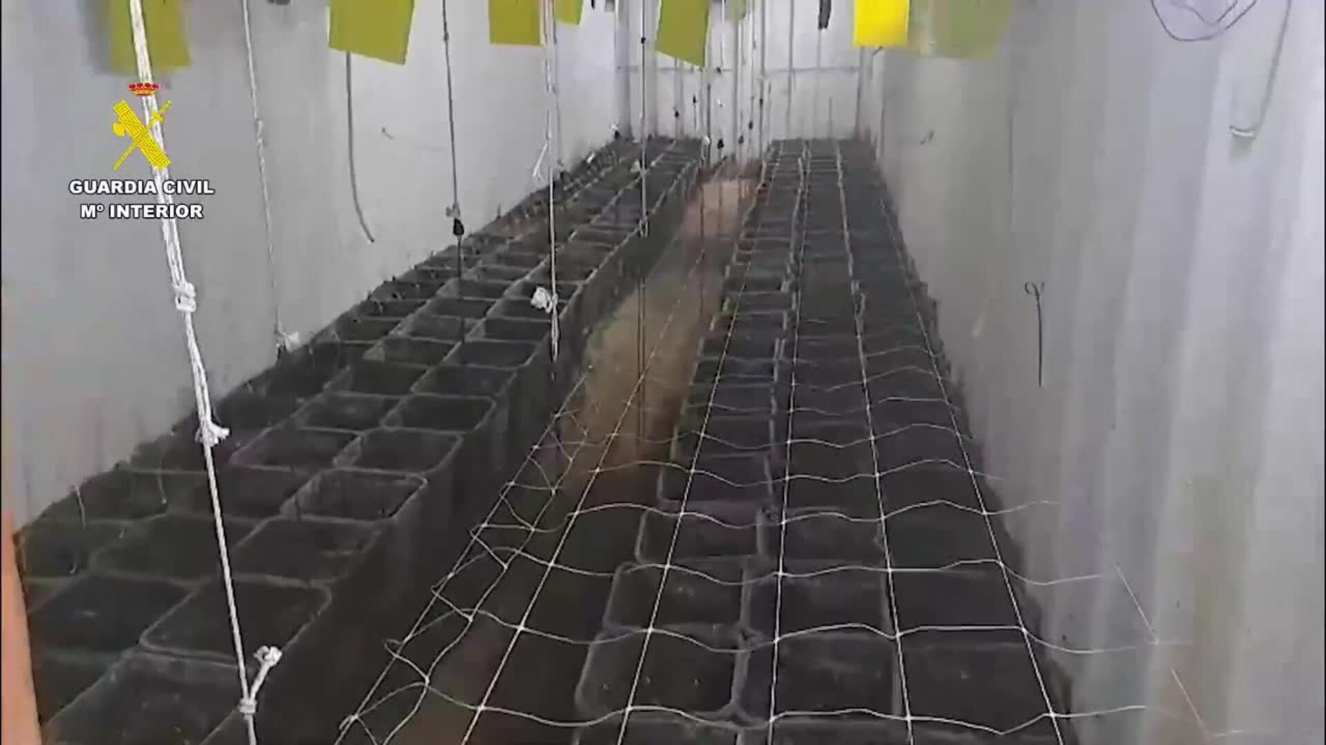 Hallan plantación de marihuana en contenedores enterrados bajo una explotación avícola