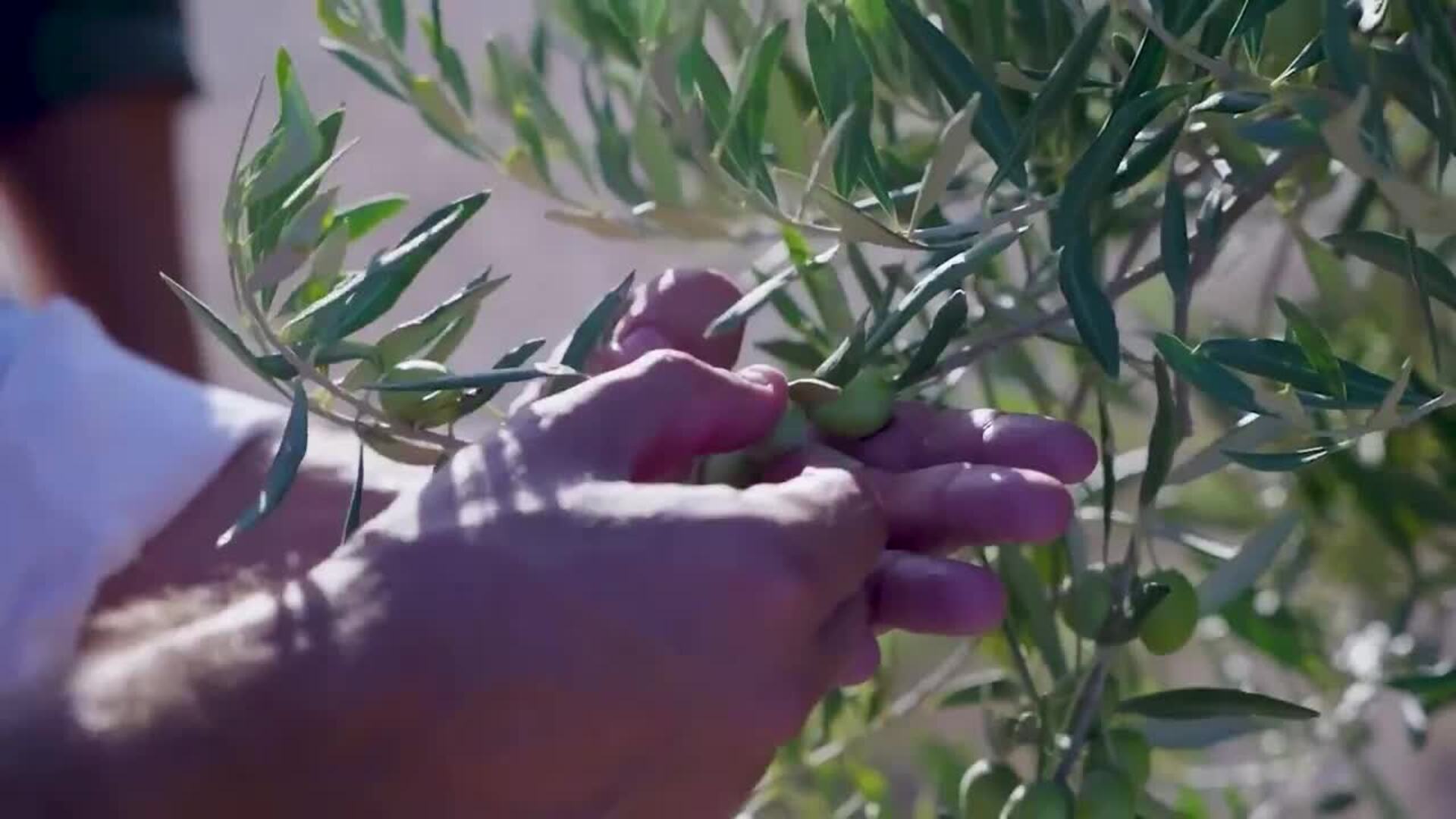 La recuperación de la aceituna royal: un aceite ecológico de la D.O Sierra de Cazorla