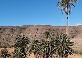 Europa se acuerda de los palmerales autóctonos de Fuerteventura