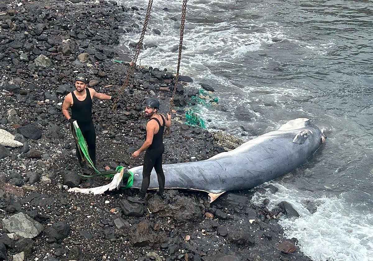 La ballena que fue rescatada en La Isleta con la pleamar