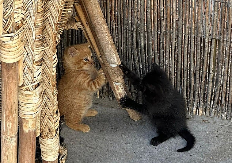 San Bartolomé de Tirajana investiga la muerte de 9 gatos en un complejo por presunto maltrato animal