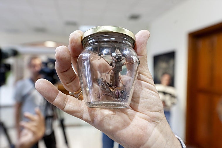 La llegada de lluvias elevará el riesgo de daños causados por las langostas