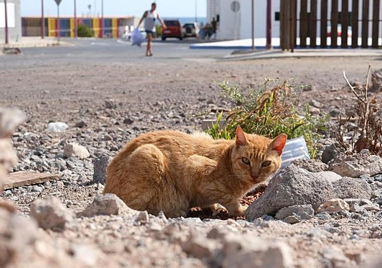 Canarias logra censar 13.300 gatos de colonias felinas, 8.762 en Gran Canaria