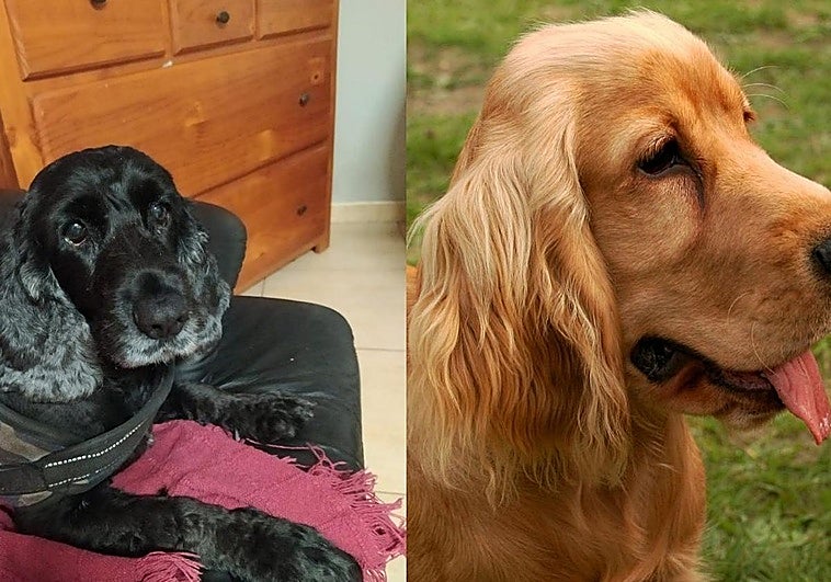 Investigan a dos personas, entre ellos un veterinario, por practicar la eutanasia a dos perros sin causa justificada en Teror: el dueño no lo sabía