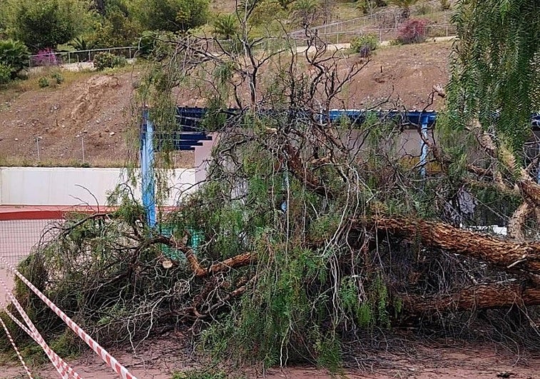 Susto en la guardería: un árbol cae en el patio de la escuela infantil Bambi de Cruz de Piedra