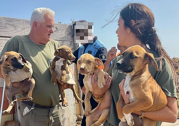 Rescate de seis cachorros, que ahora buscan nuevo dueño